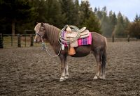 Scout Pony Gelding