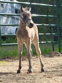 Twix, registered partbred welsh filly