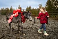 Christmas Pony Filly