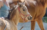 Phoebe, partbred welsh filly for sale