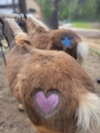 Two ponies with hair art