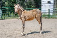 Phoebe, large pony filly side image