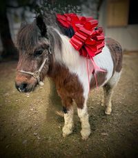 Headshot of Phoebe the pony