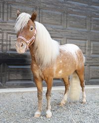 Sweet mini horse for your kiddo.