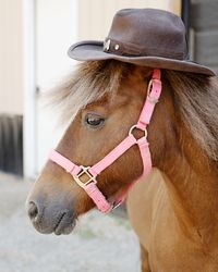 Pony for sale wearing a cowboy hat